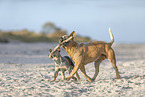 2 Australian Cattle Dogs