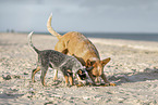 2 Australian Cattle Dogs
