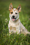 sitting Australian Cattle Dog puppy