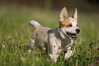 running Australian Cattle Dog puppy