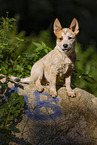 sitting Australian Cattle Dog puppy
