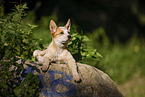 lying Australian Cattle Dog puppy