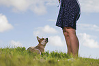 lying Australian Cattle Dog puppy