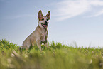 sitting Australian Cattle Dog puppy