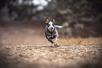 Australian Cattle Dog
