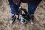 Australian Cattle Dog