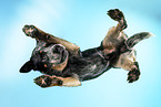 Australian Cattle Dog from below