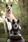 male Australian Cattle Dogs