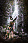 Australian Cattle Dog