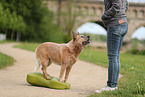 red-speckled Australian Cattle Dog