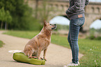 red-speckled Australian Cattle Dog