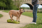 red-speckled Australian Cattle Dog