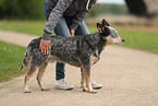 blue-speckled Australian Cattle Dog
