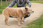 red-speckled Australian Cattle Dog