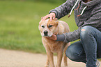 red-speckled Australian Cattle Dog