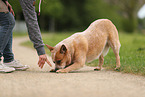 red-speckled Australian Cattle Dog