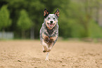 blue-speckled Australian Cattle Dog