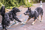 2 dogs