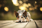adult Australian Cattle Dog
