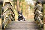 Australian Cattle Dog