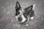 Australian Cattle Dog