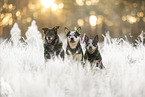 Australian Cattle Dog and mongrel dog
