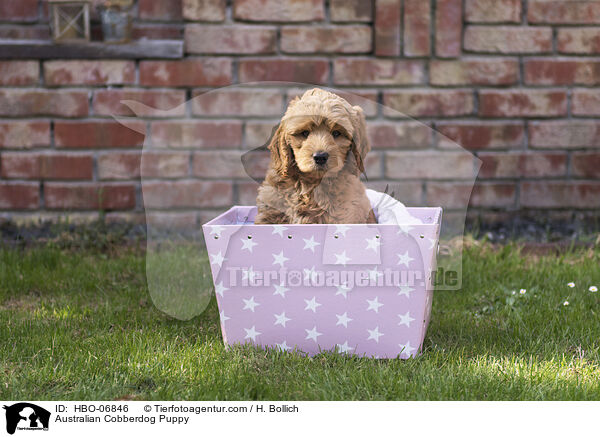 Australian Cobberdog Welpe / Australian Cobberdog Puppy / HBO-06846