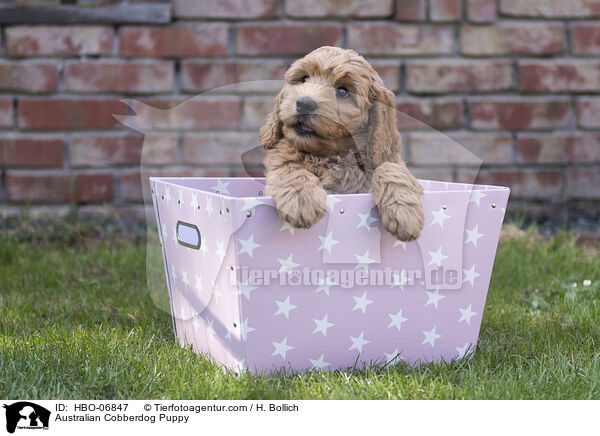 Australian Cobberdog Welpe / Australian Cobberdog Puppy / HBO-06847