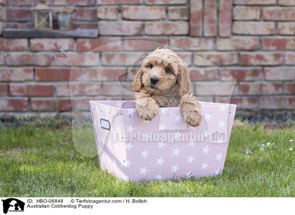 Australian Cobberdog Welpe / Australian Cobberdog Puppy / HBO-06848
