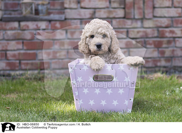 Australian Cobberdog Welpe / Australian Cobberdog Puppy / HBO-06850