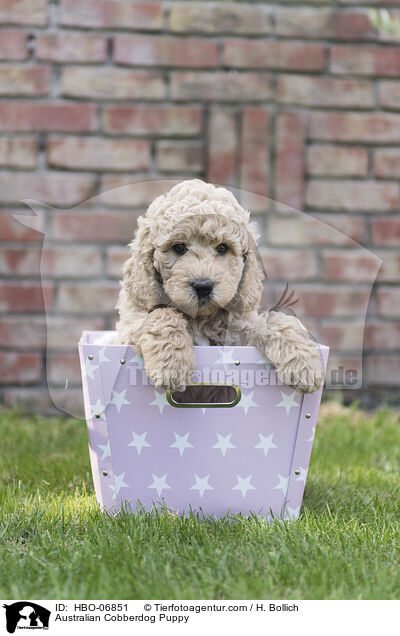 Australian Cobberdog Welpe / Australian Cobberdog Puppy / HBO-06851
