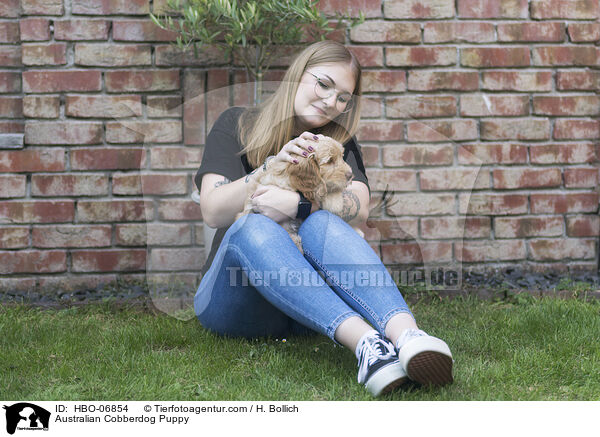Australian Cobberdog Welpe / Australian Cobberdog Puppy / HBO-06854