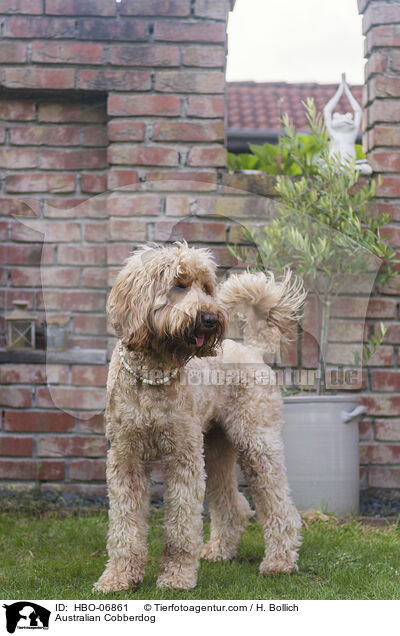 Australian Cobberdog / HBO-06861