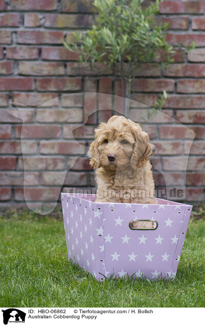 Australian Cobberdog Welpe / Australian Cobberdog Puppy / HBO-06862