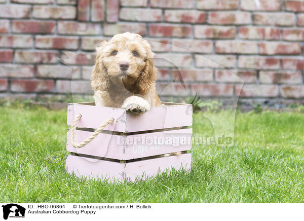 Australian Cobberdog Puppy / HBO-06864