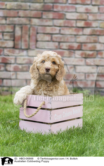 Australian Cobberdog Puppy / HBO-06866