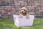 Australian Cobberdog Puppy