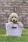 Australian Cobberdog Puppy