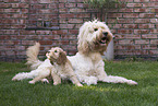 Australian Cobberdogs