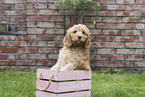 Australian Cobberdog Puppy