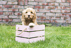 Australian Cobberdog Puppy