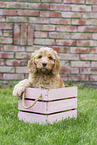 Australian Cobberdog Puppy