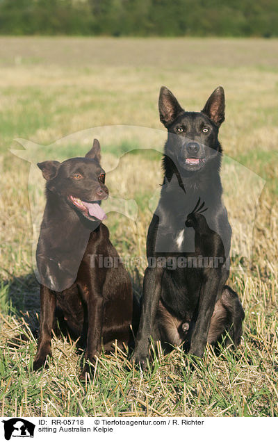 sitzende / sitting Australian Kelpie / RR-05718