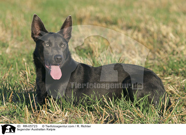 liegender Australian Kelpie / liegender Australian Kelpie / RR-05723