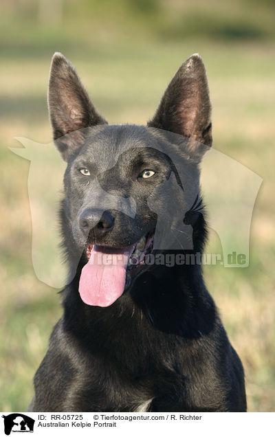 Australian Kelpie Portrait / Australian Kelpie Portrait / RR-05725