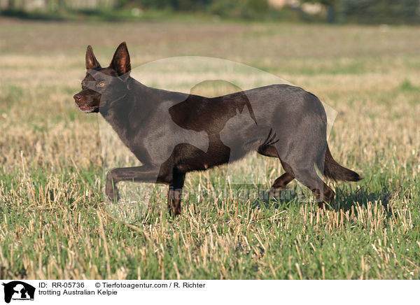 trabender / trotting Australian Kelpie / RR-05736