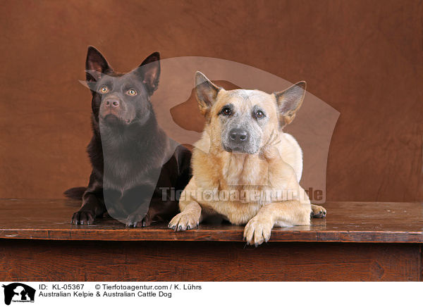 Australian Kelpie & Australian Cattle Dog / Australian Kelpie & Australian Cattle Dog / KL-05367