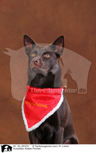 Australian Kelpie Portrait / Australian Kelpie Portrait / KL-05370