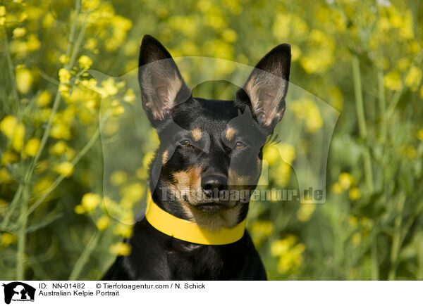 Australian Kelpie Portrait / NN-01482