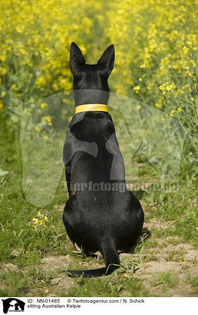 sitting Australian Kelpie / NN-01485